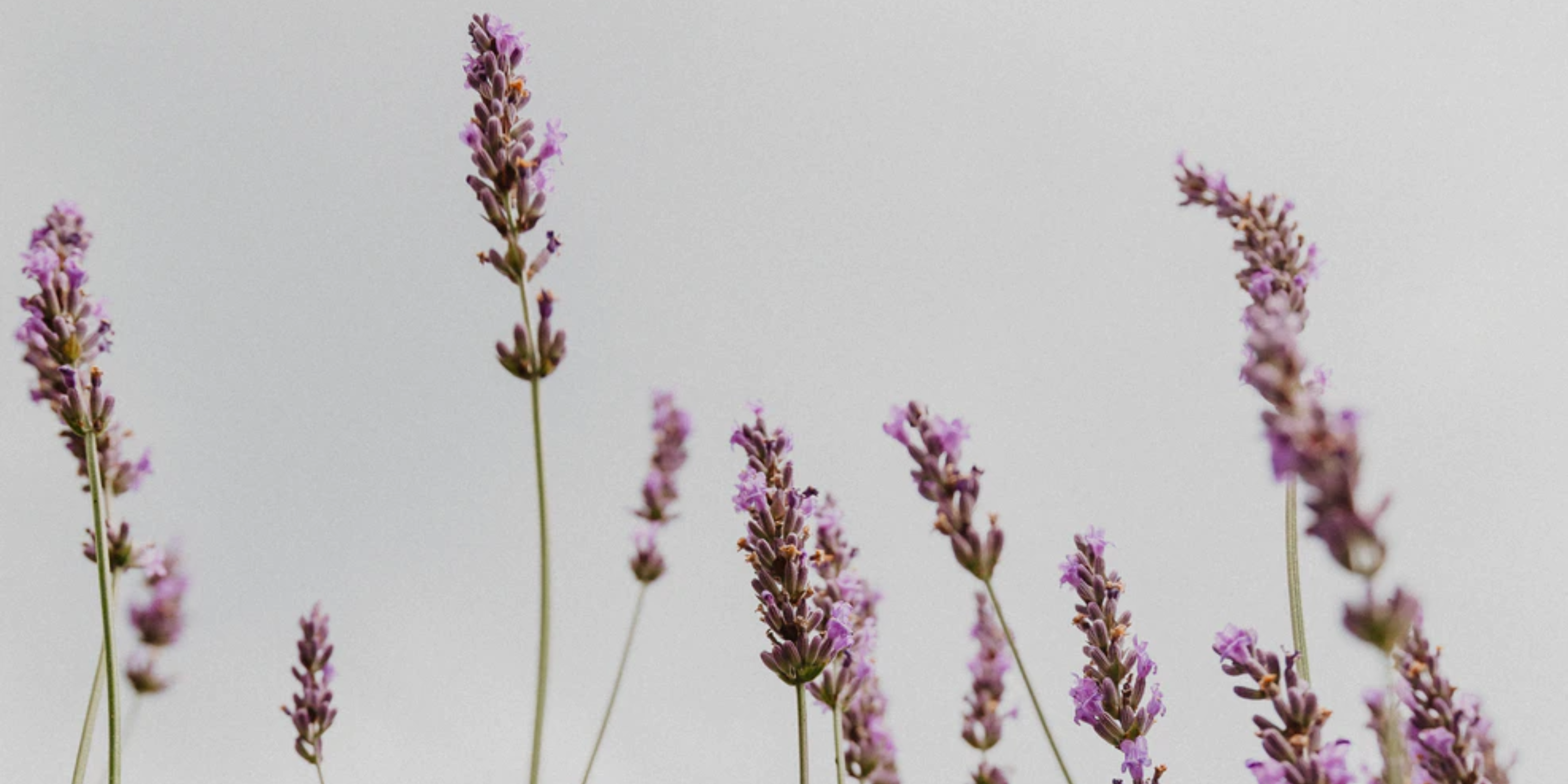 Abbildung Lavendel Hero